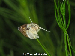 Snail in a Swiss Lake . Vierwaldstättersee by Marcel Waldis 